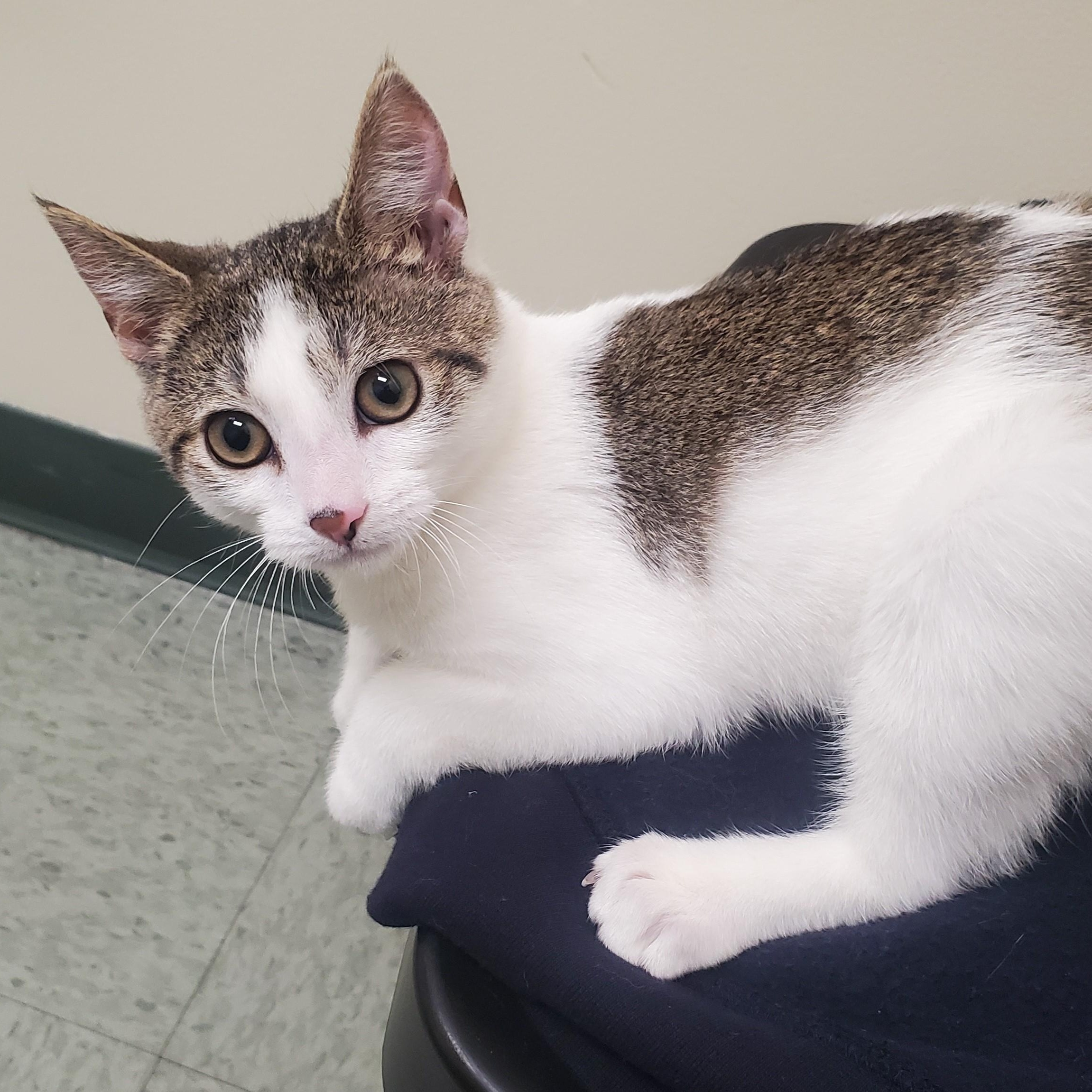 Snickers-Sweet & Spirited, a Adoptable Domestic Short Hair in Laurel, MD image 4/6