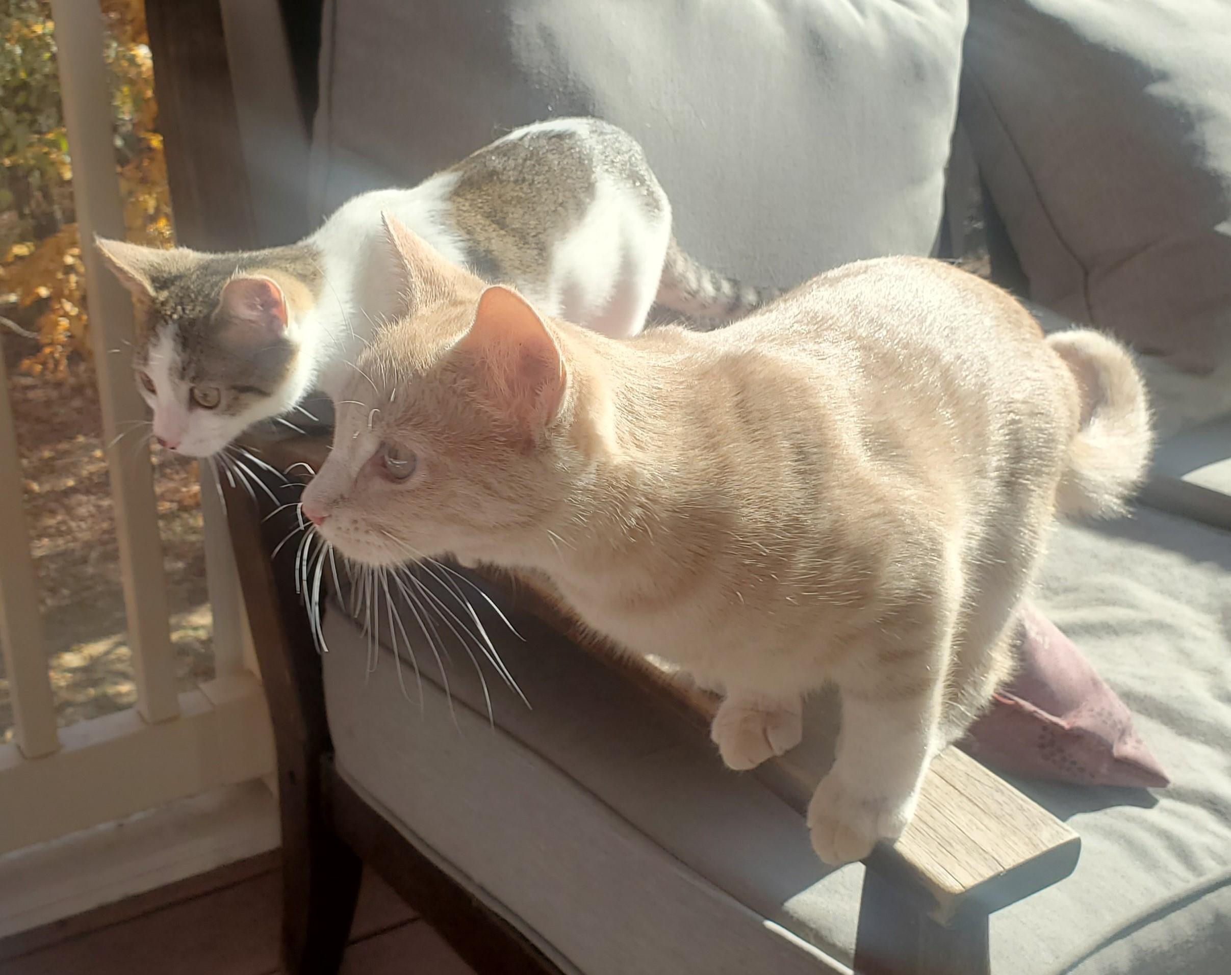 Snickers-Sweet & Spirited, a Adoptable Domestic Short Hair in Laurel, MD image 2/6