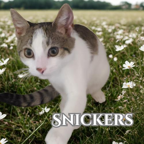 Snickers-Sweet & Spirited, Adoptable, Young Female Domestic Short Hair.