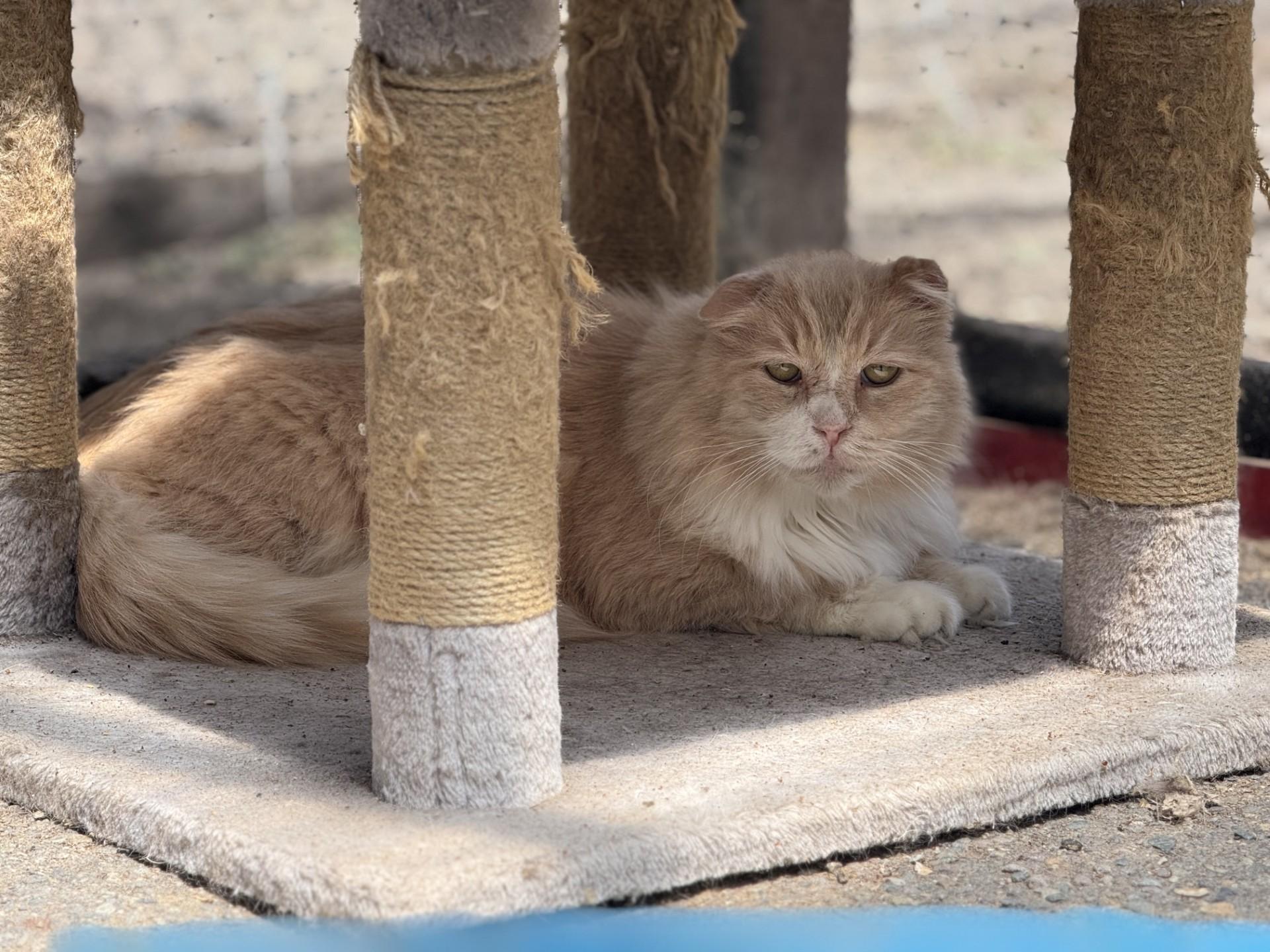 Brad, an adoptable Domestic Long Hair in Carson City, NV, 89701 | Photo Image 1