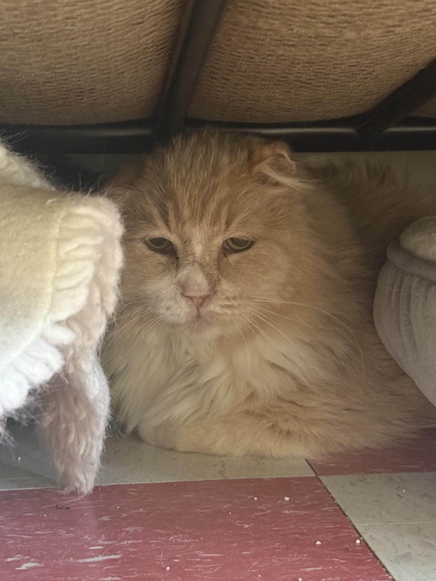 Brad, an adoptable Domestic Long Hair in Carson City, NV, 89701 | Photo Image 2