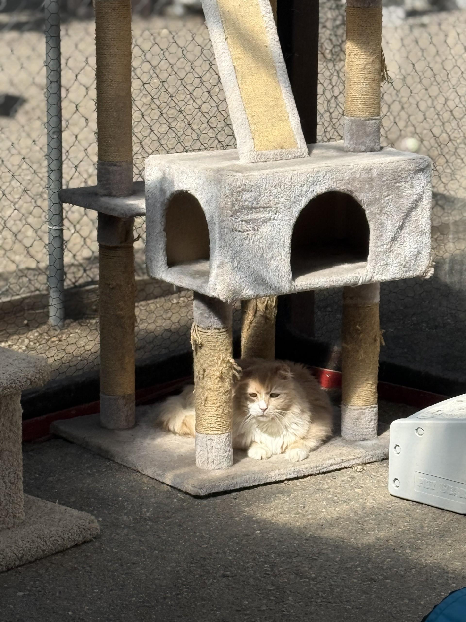 Brad, an adoptable Domestic Long Hair in Carson City, NV, 89701 | Photo Image 6
