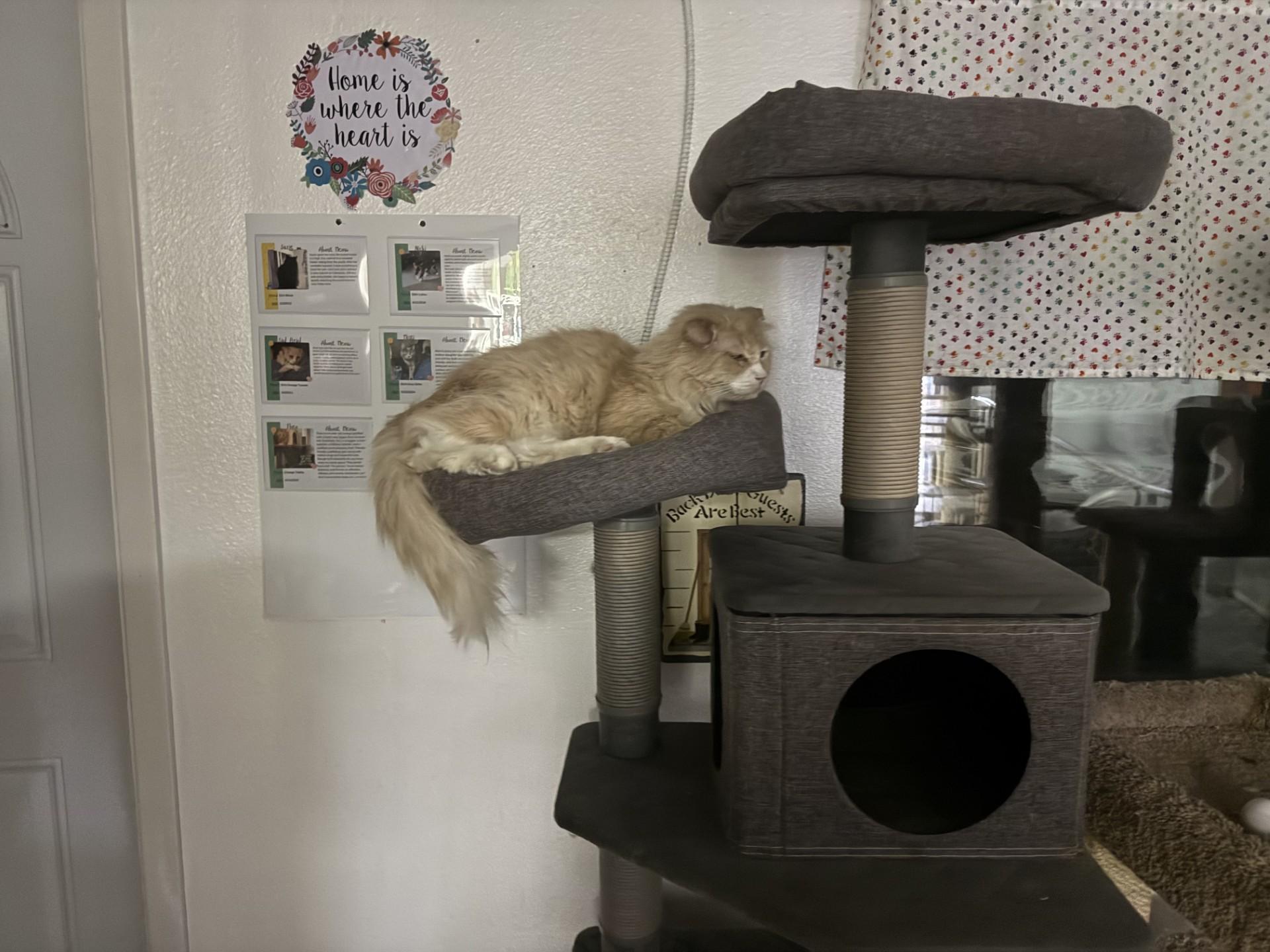 Brad, an adoptable Domestic Long Hair in Carson City, NV, 89701 | Photo Image 5