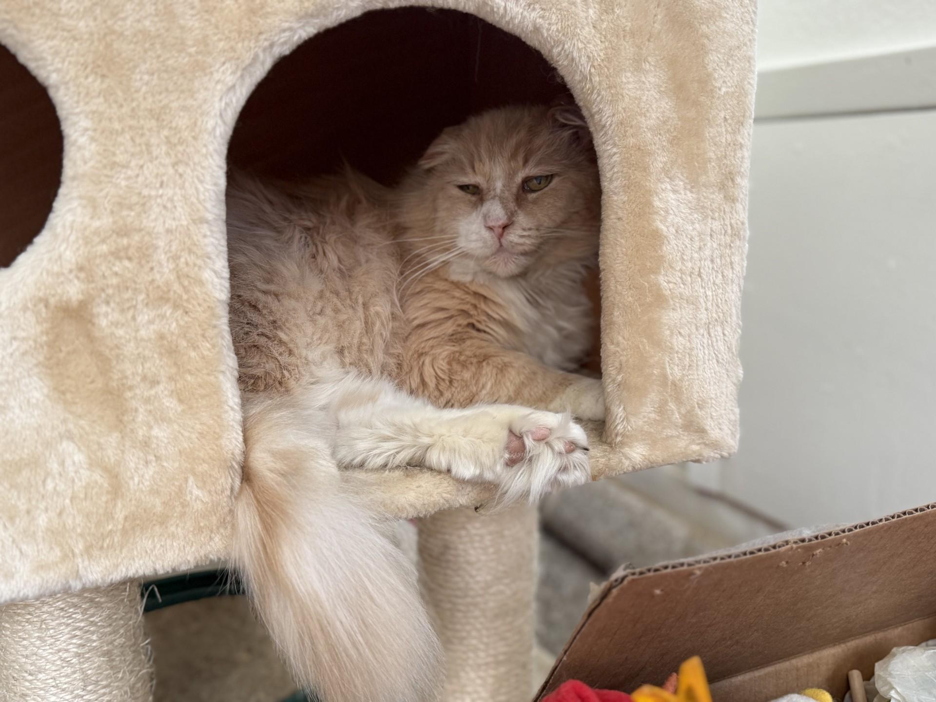 Brad, an adoptable Domestic Long Hair in Carson City, NV, 89701 | Photo Image 3