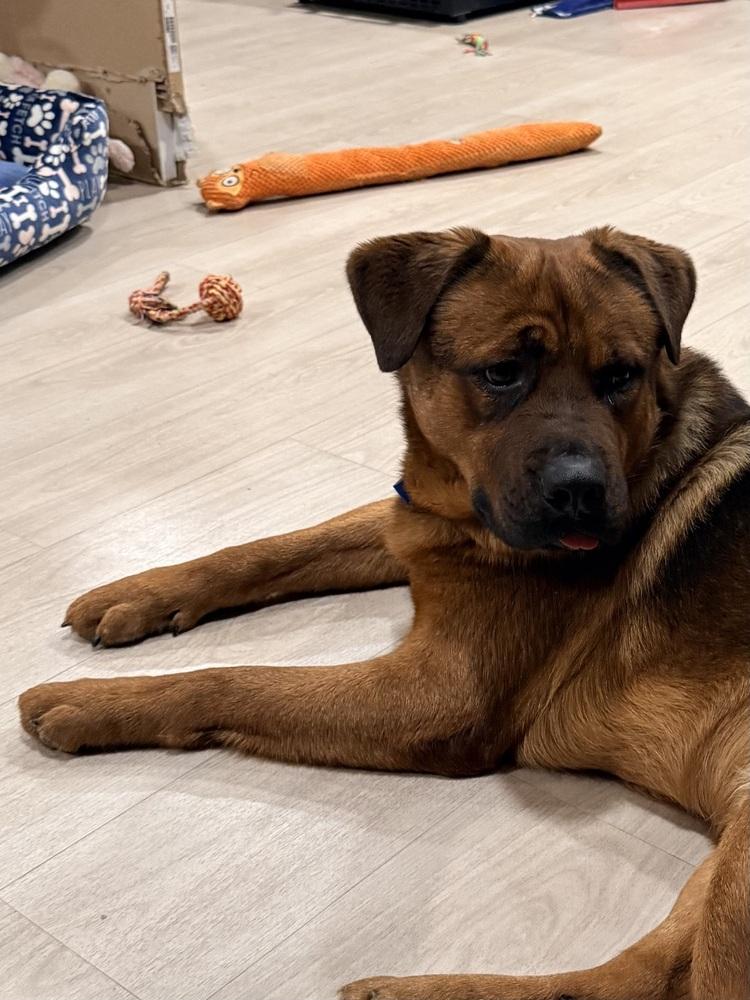 Enlarge BRUIN, a Adoptable mixed breed in Beaumont, CA image 1/1