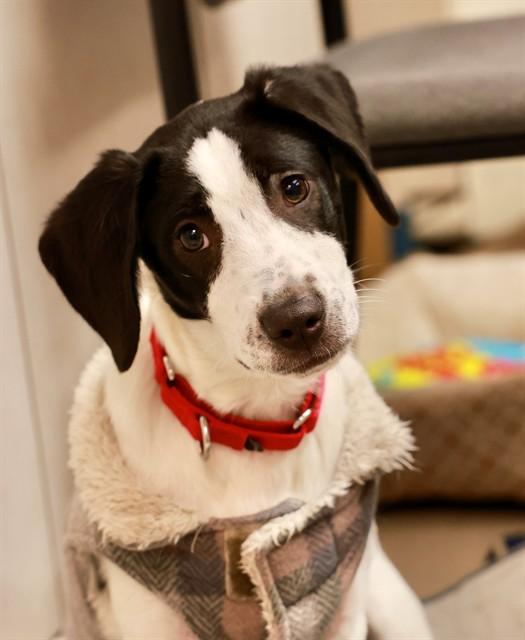 Enlarge KIP, a Adoptable mixed breed in Brewster, MA image 1/1