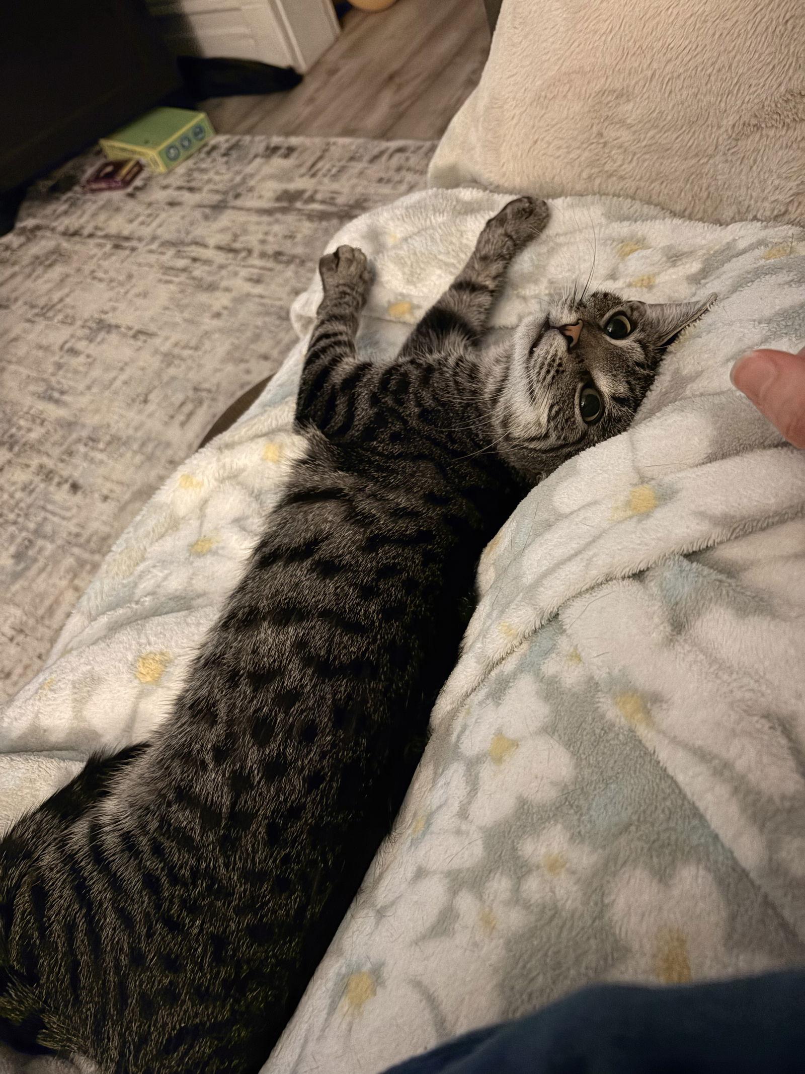 Lady Madonna, Adoptable, Kitten Female Domestic Short Hair.