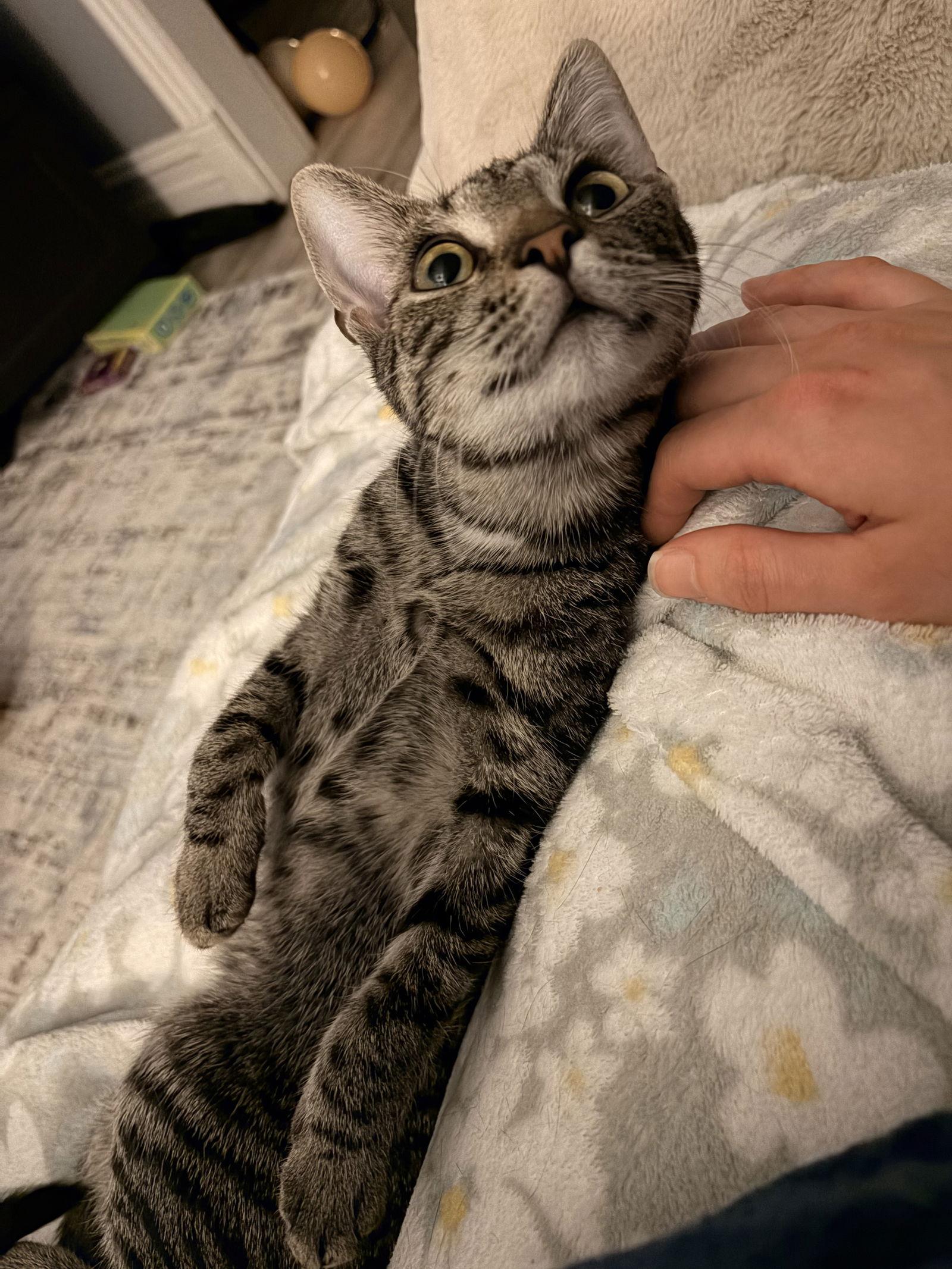 Lady Madonna, a Adoptable Domestic Short Hair in Stewartsville, NJ image 2/3