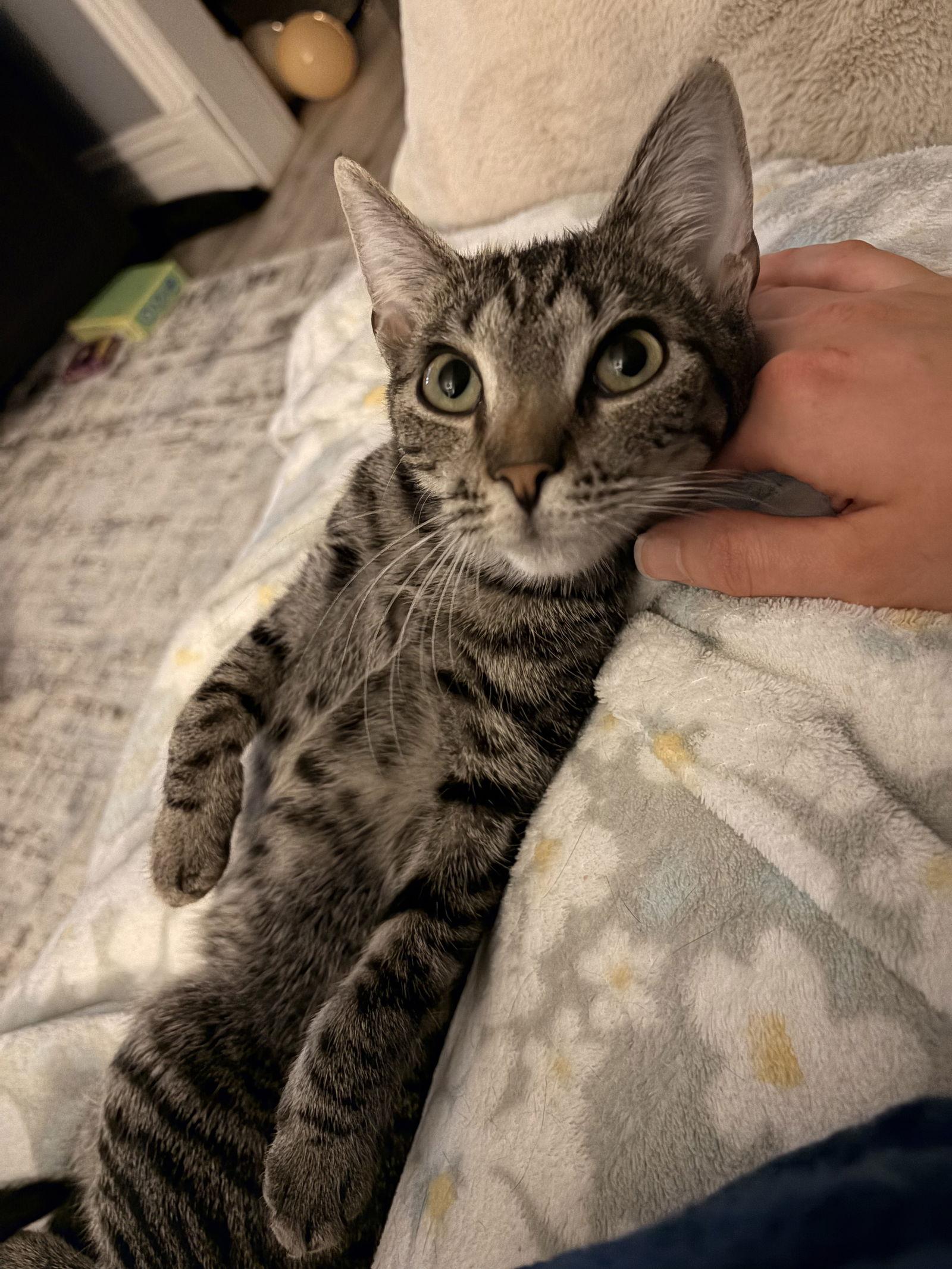 Lady Madonna, a Adoptable Domestic Short Hair in Stewartsville, NJ image 3/3