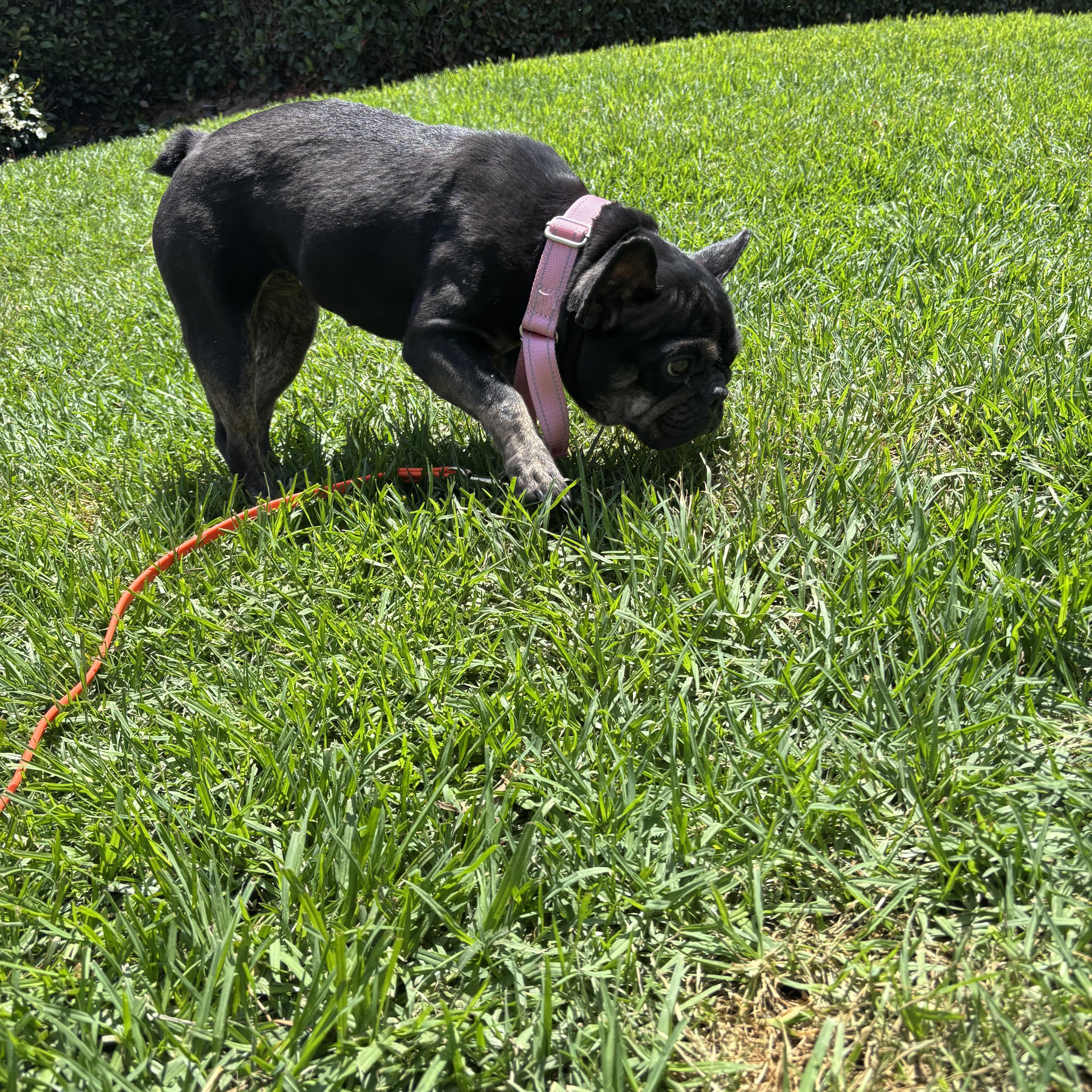 Enlarge Mona, a ADOPTABLE French Bulldog in Rancho Santa Margarita, CA image 3/3