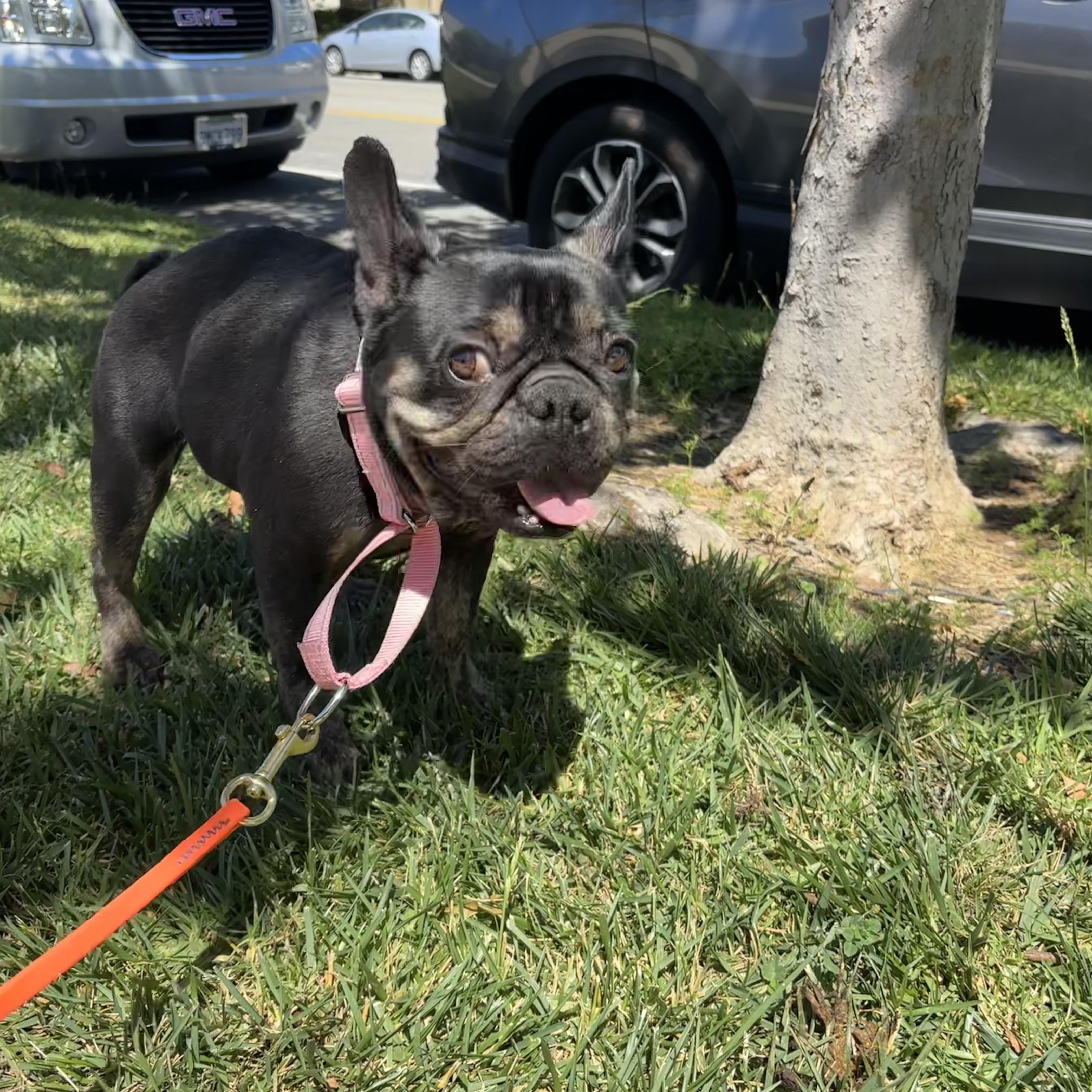 Enlarge Mona, a ADOPTABLE French Bulldog in Rancho Santa Margarita, CA image 1/3