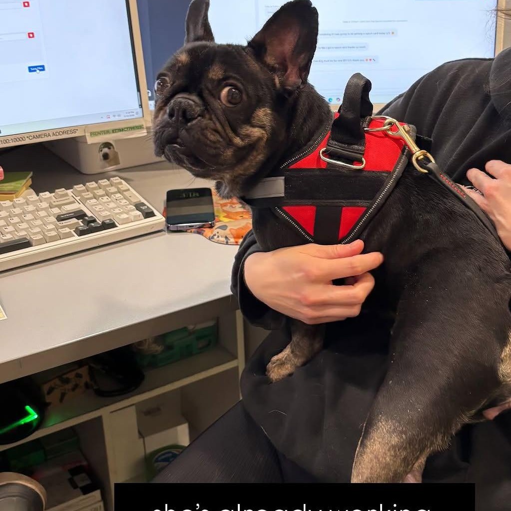 Enlarge Mona, a ADOPTABLE French Bulldog in Rancho Santa Margarita, CA image 2/3