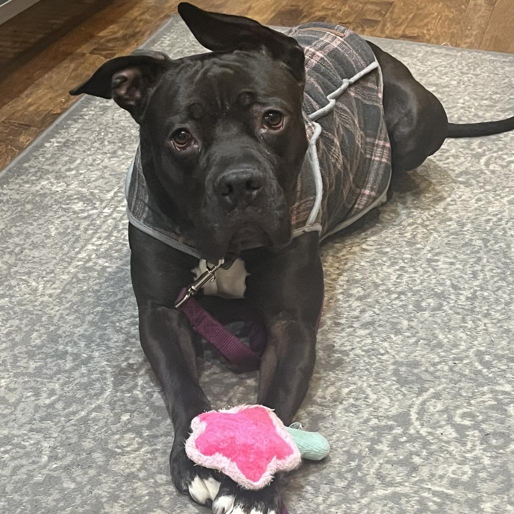 Phineas, Adoptable, Adult Male Boxer & Mixed Breed.