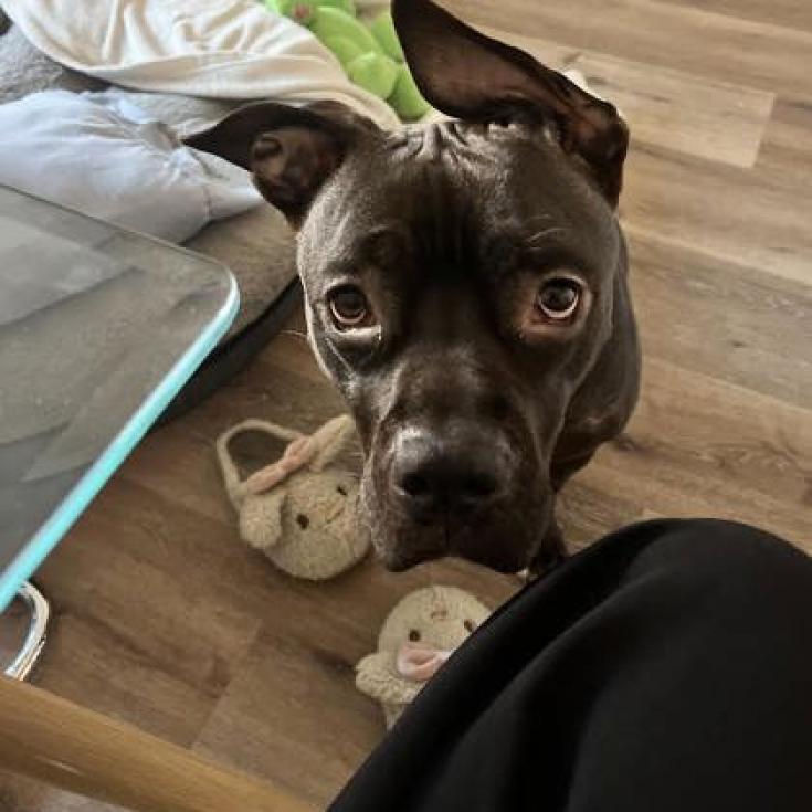 Phineas, Adoptable, Adult Male Boxer & Mixed Breed.