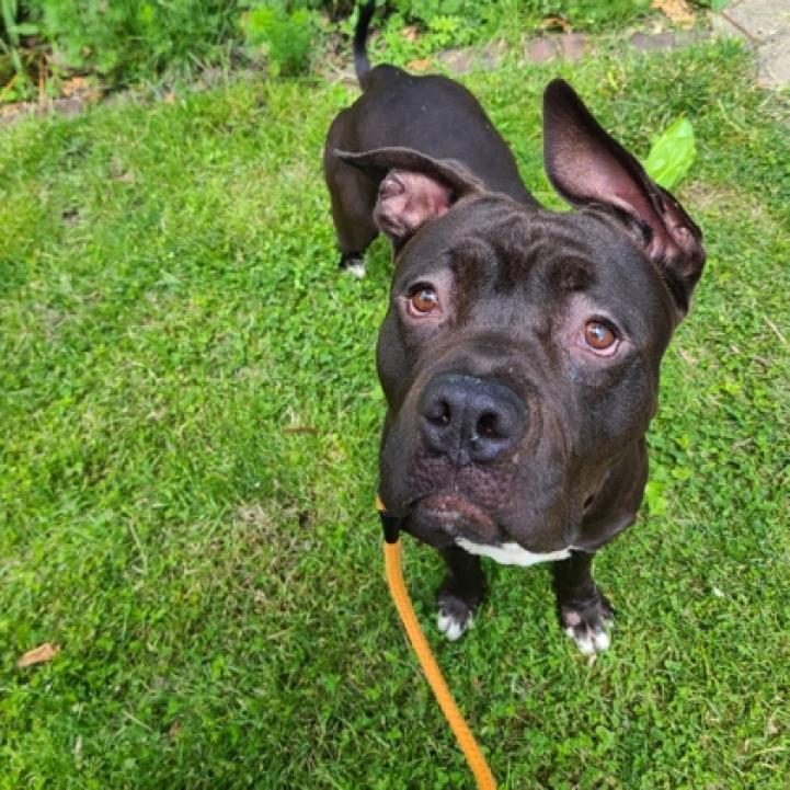 Enlarge Phineas, a Adoptable mixed breed in Oak Park, IL image 3/6