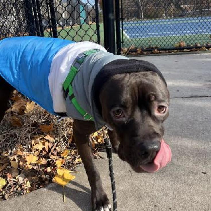 Enlarge Phineas, a Adoptable mixed breed in Oak Park, IL image 4/6