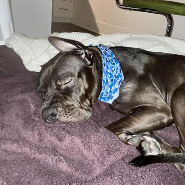 Enlarge Phineas, a Adoptable mixed breed in Oak Park, IL image 5/6