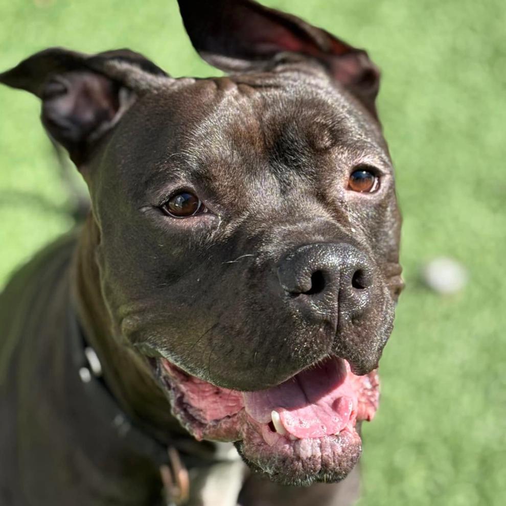 Enlarge Phineas, a Adoptable mixed breed in Oak Park, IL image 5/6