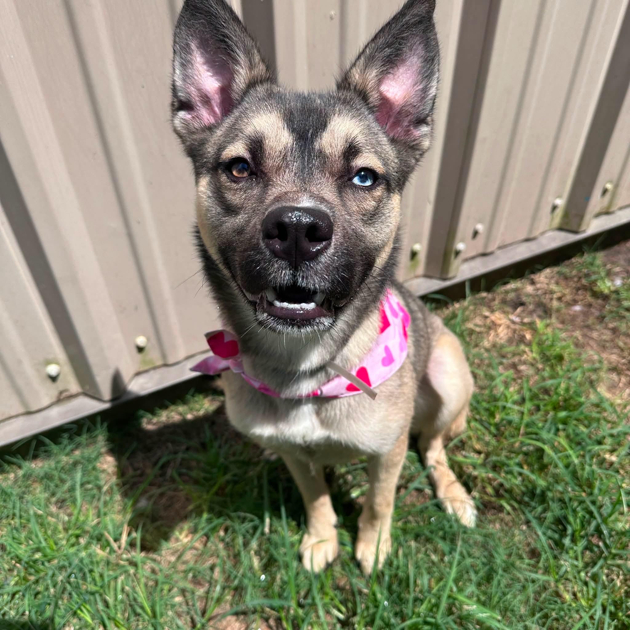 Enlarge Bella, a Adoptable mixed breed in Parker, CO image 2/5