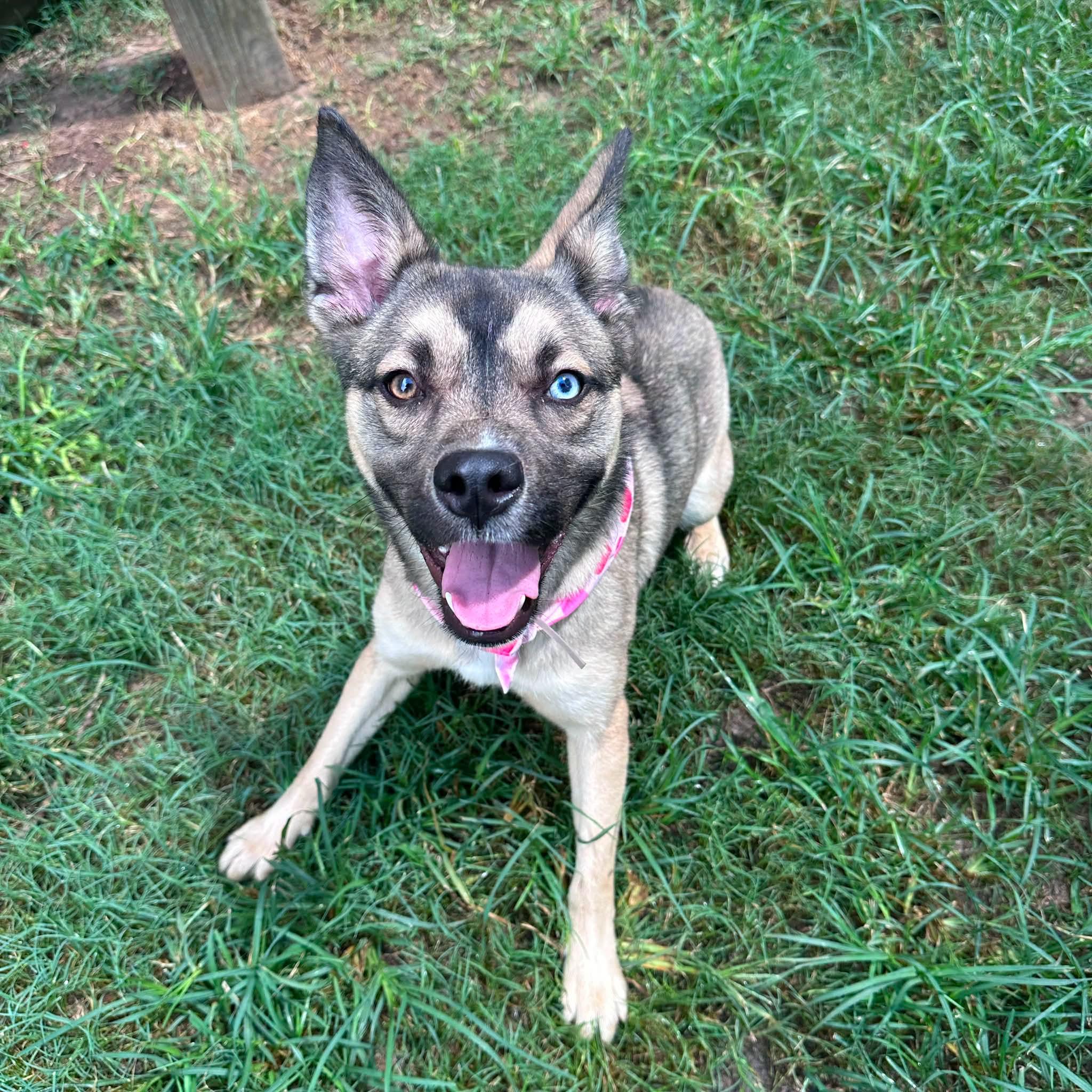 Enlarge Bella, a Adoptable mixed breed in Parker, CO image 5/5