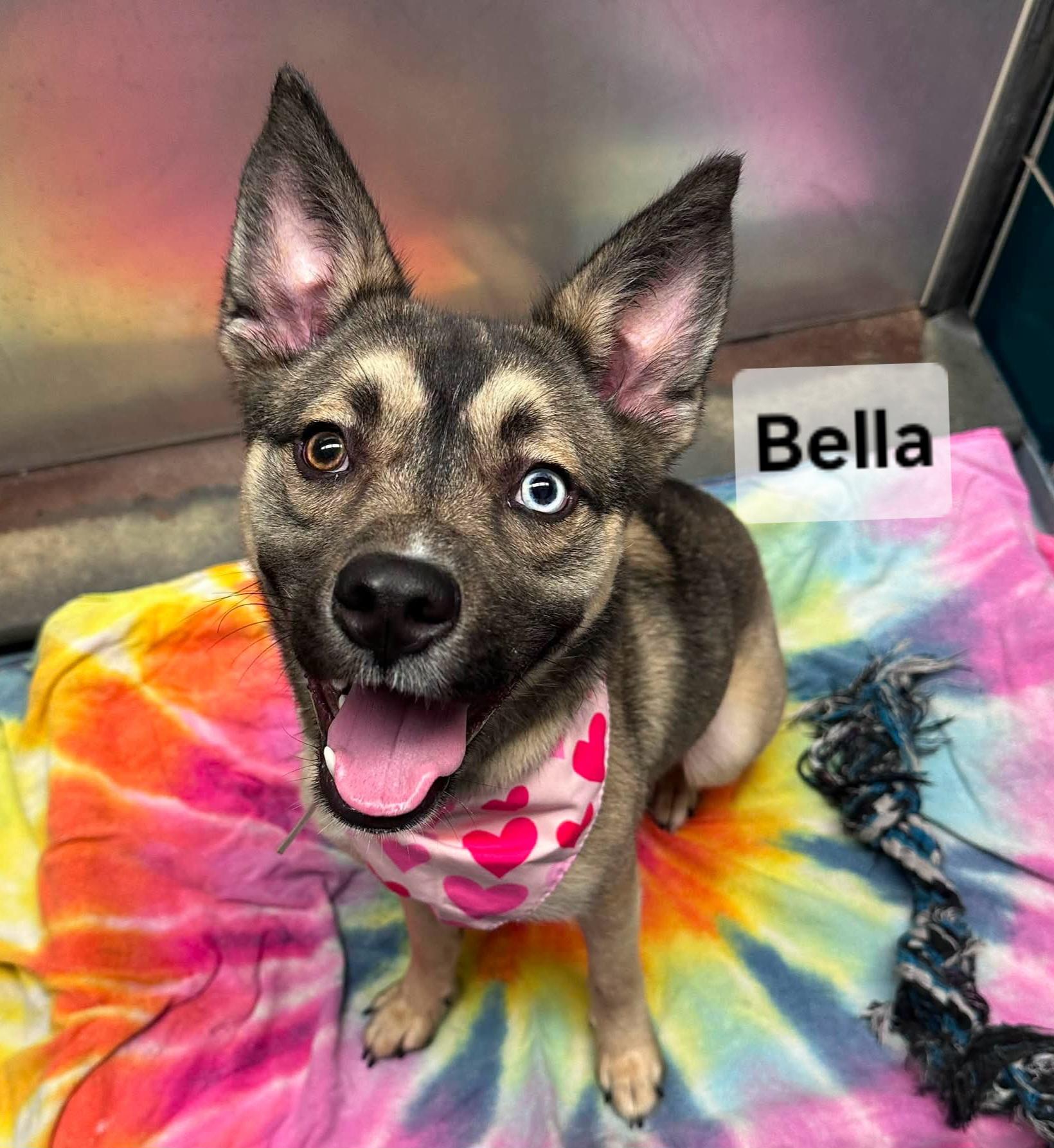 Bella, Adoptable, Young Female Husky.