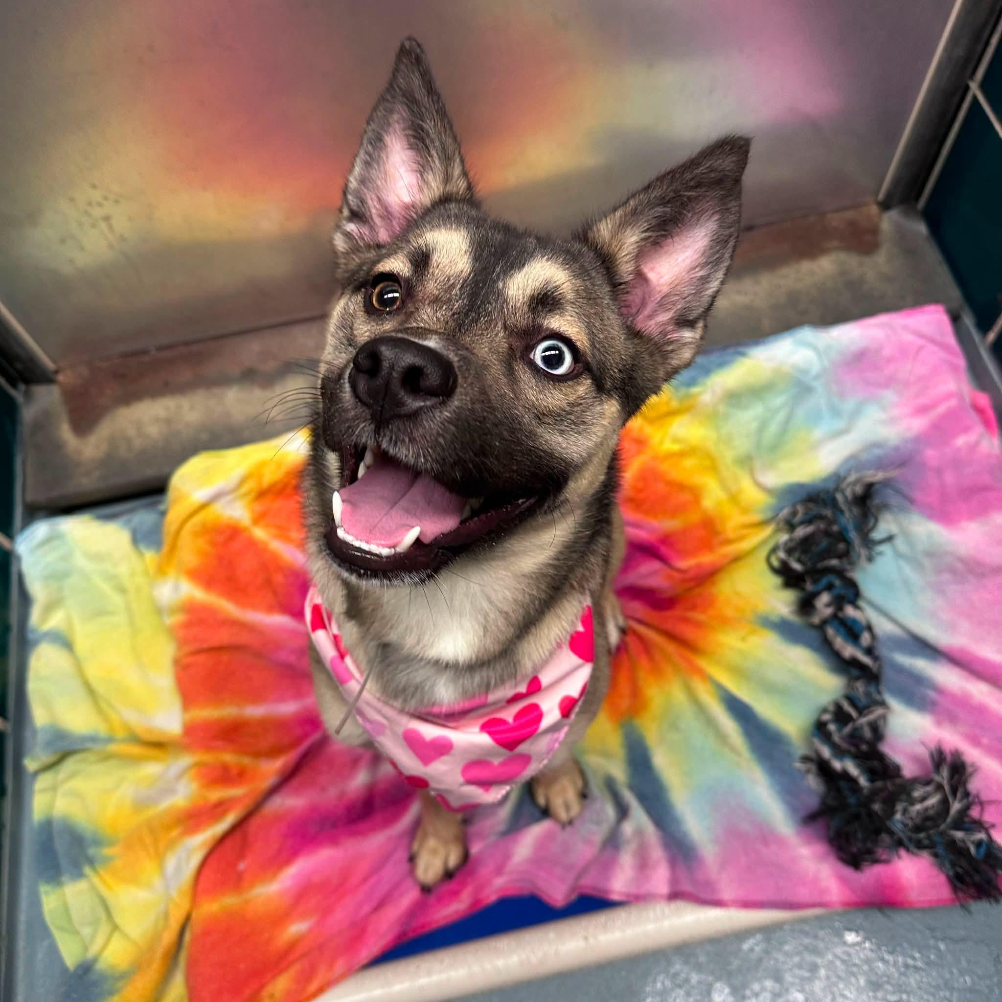 Enlarge Bella, a Adoptable mixed breed in Parker, CO image 4/5