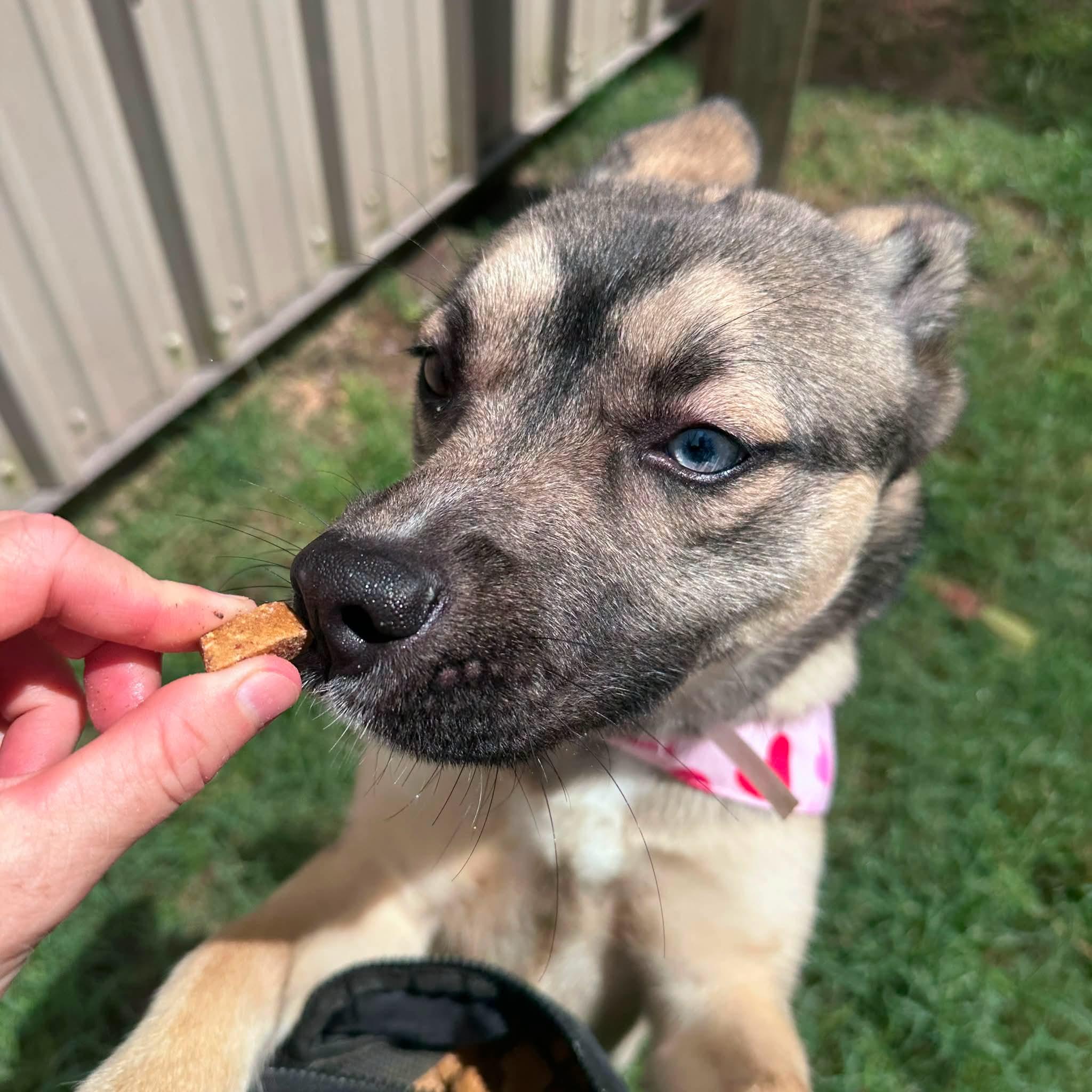 Enlarge Bella, a Adoptable mixed breed in Parker, CO image 3/5