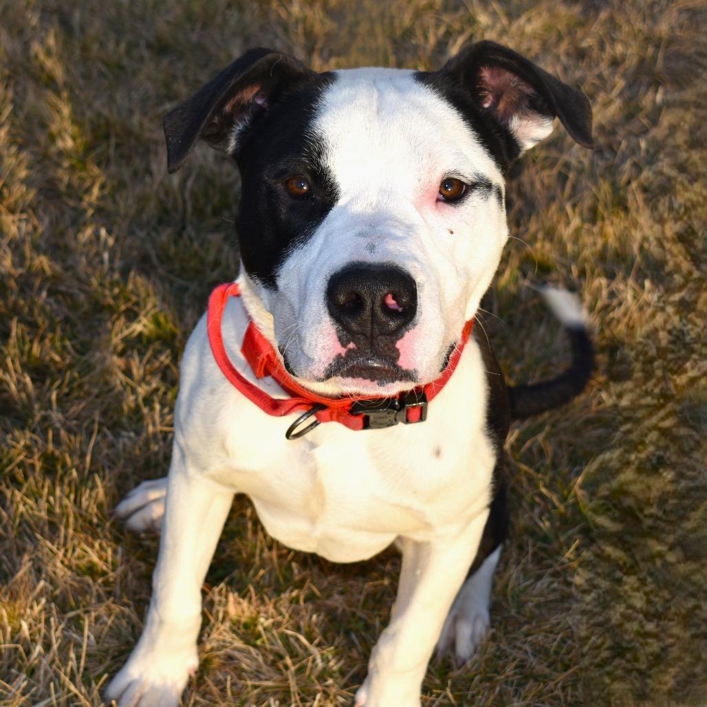 Clyde, Adoptable, Young Male Pit Bull Terrier & Mixed Breed.