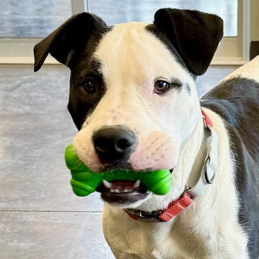 Clyde, a Adoptable mixed breed in Rifle, CO image 2/4