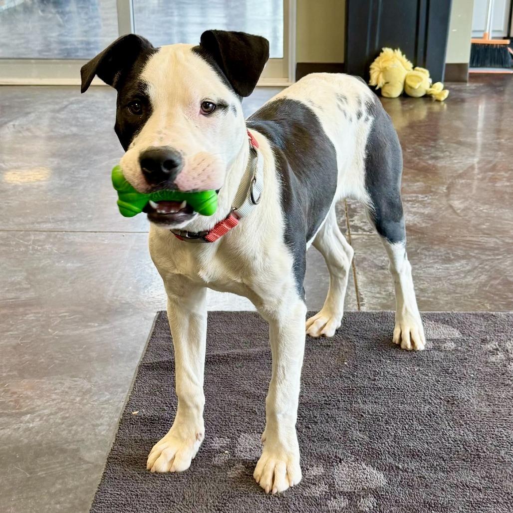 Clyde, a Adoptable mixed breed in Rifle, CO image 3/4