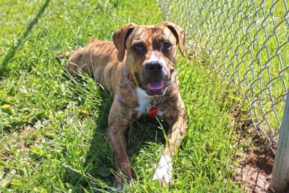 Nellie, Adoptable, Adult Female Plott Hound & Mixed Breed.
