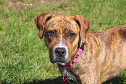 Nellie, a Adoptable mixed breed in Kansas City, MO image 2/3