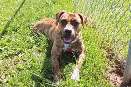 Nellie, a Adoptable mixed breed in Kansas City, MO image 3/3