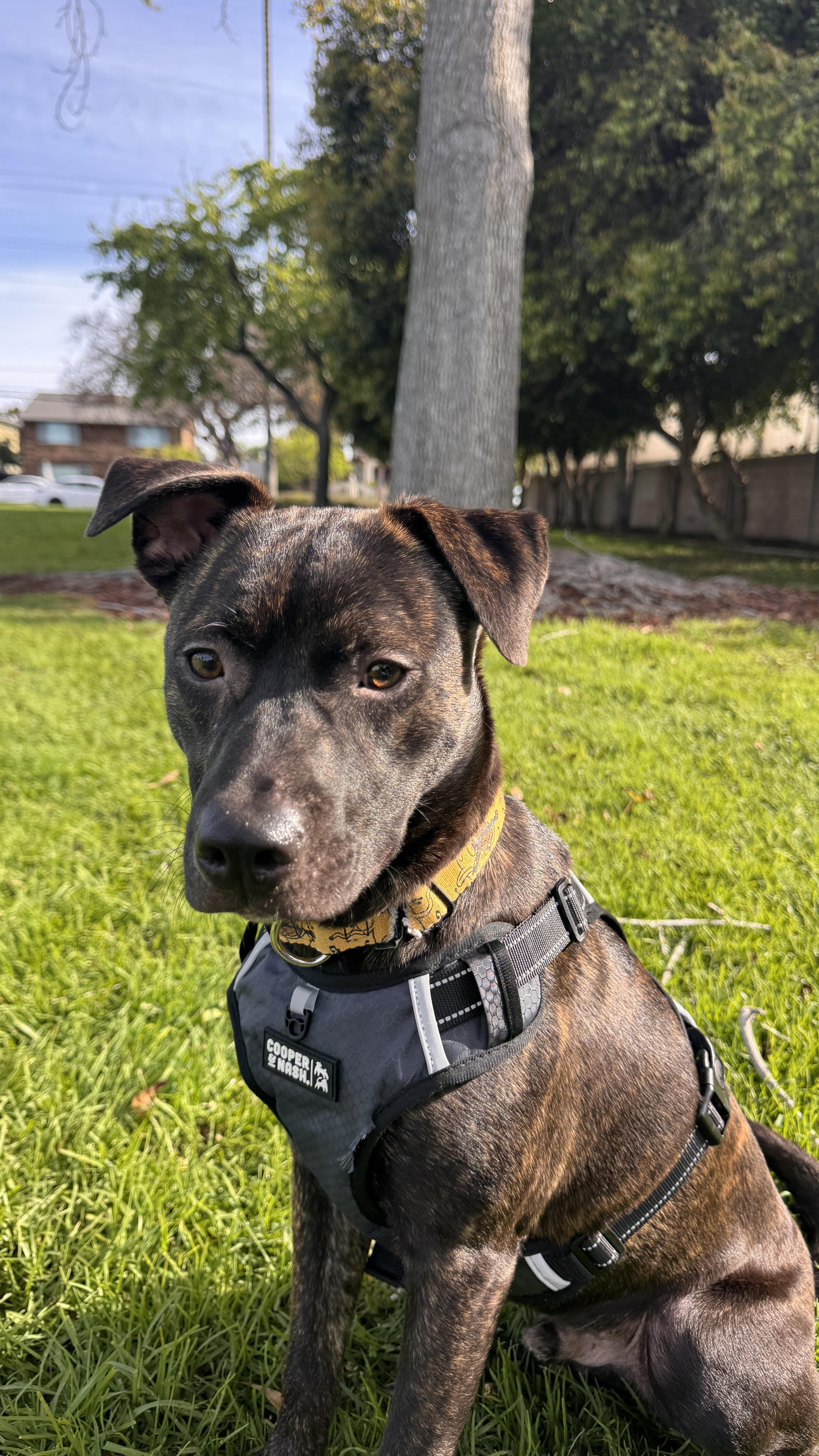 Jake, a ADOPTABLE mixed breed in Cool, CA image 1/6
