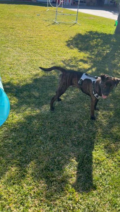 Enlarge Jake, a ADOPTABLE mixed breed in Cool, CA video 6/6