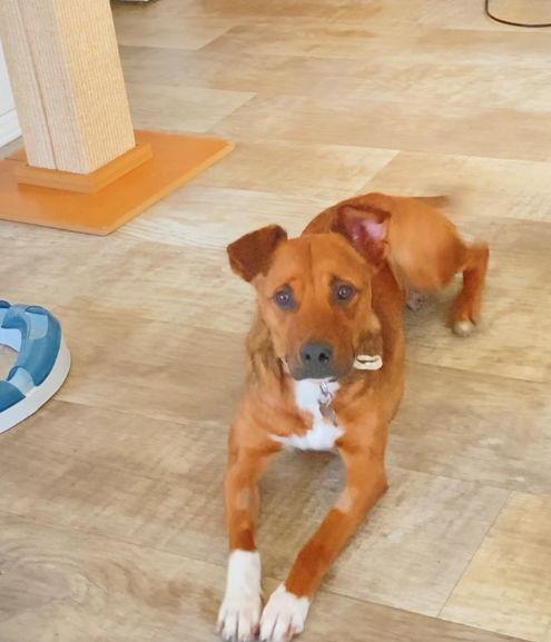 Canela, a Adoptable mixed breed in San Diego, CA image 1/3