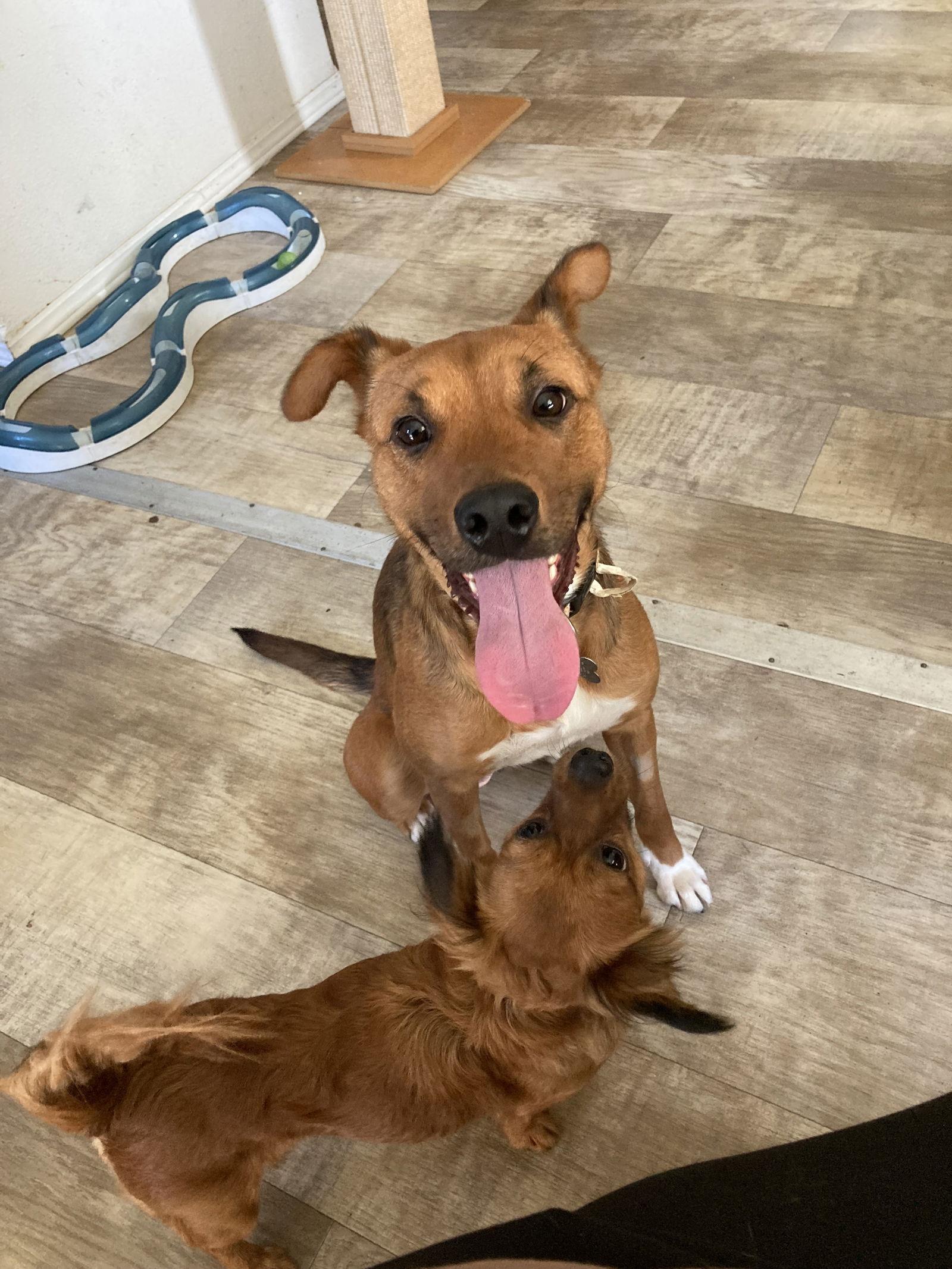 Canela, a Adoptable mixed breed in San Diego, CA image 2/3