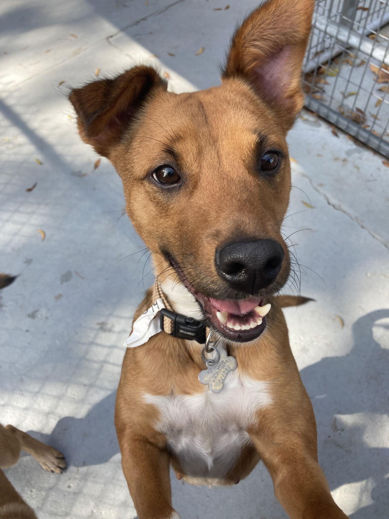 Canela, a Adoptable mixed breed in San Diego, CA image 3/3