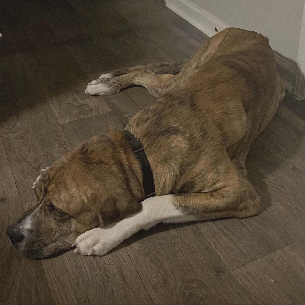 Tigger, Adoptable, Adult Male Mastiff & Plott Hound.