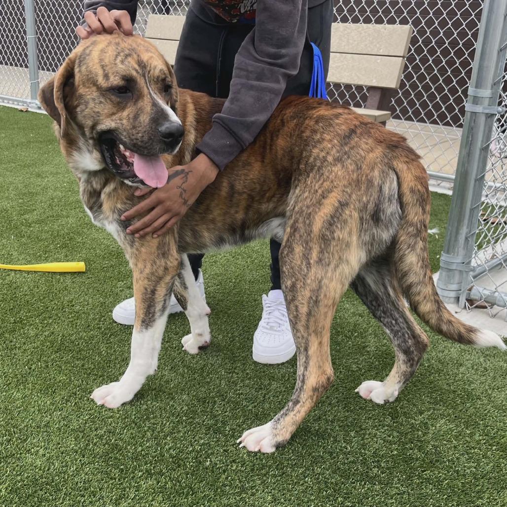 Tigger, a Adoptable mixed breed in Clarksville, TN image 2/4