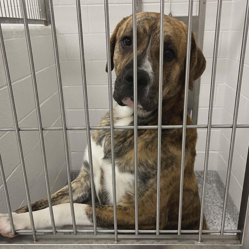 Tigger, a Adoptable mixed breed in Clarksville, TN image 3/4