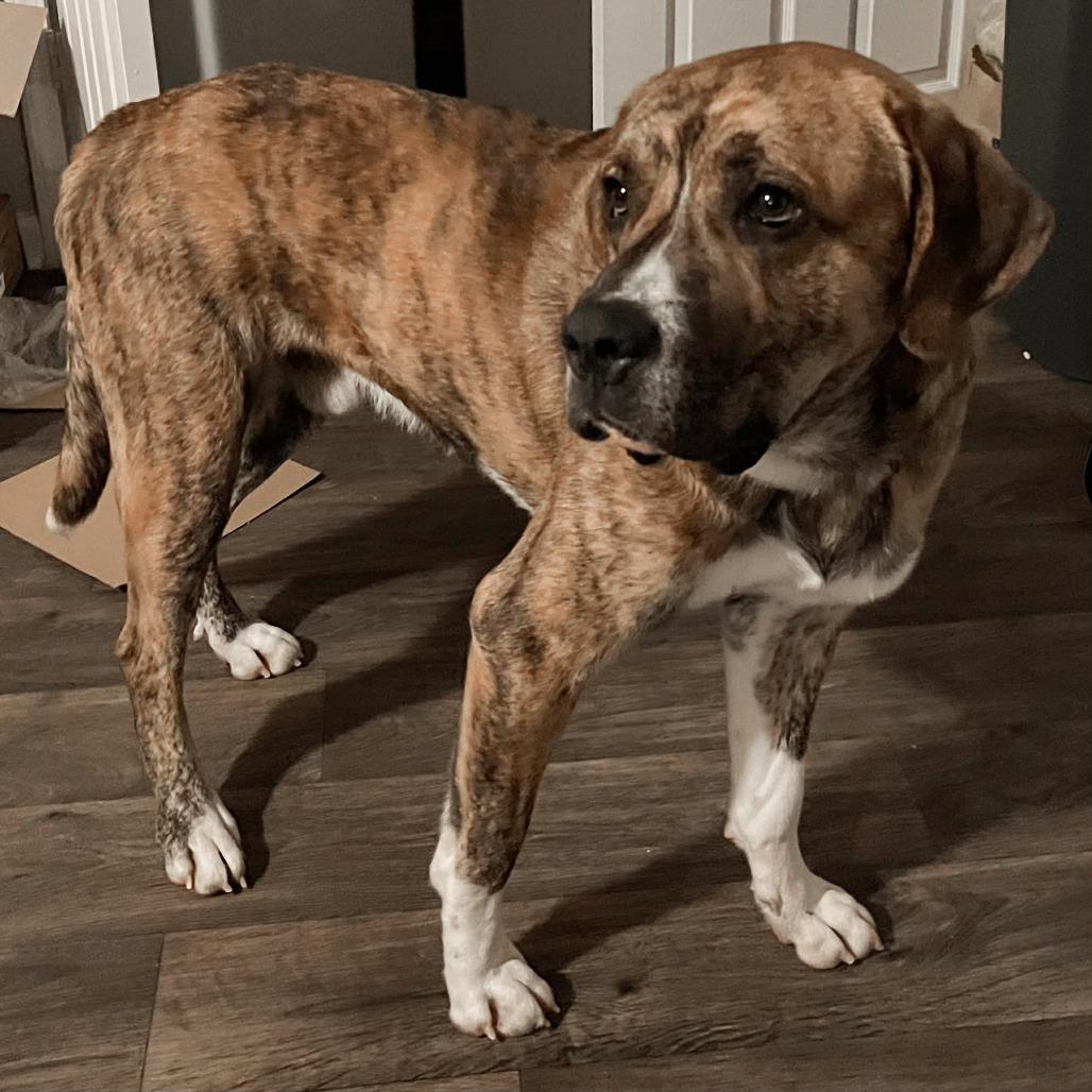 Tigger, a Adoptable mixed breed in Clarksville, TN image 4/4