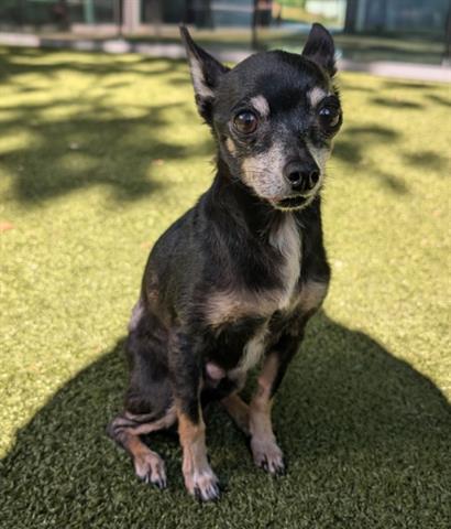 CAPULINE, Adoptable, Senior Male Chihuahua.