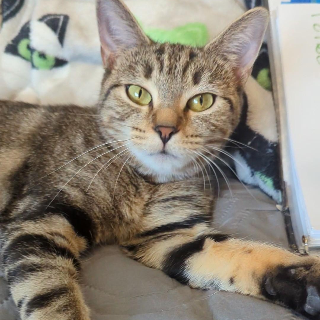 Piper Bonded With Mustang thumbnail 2