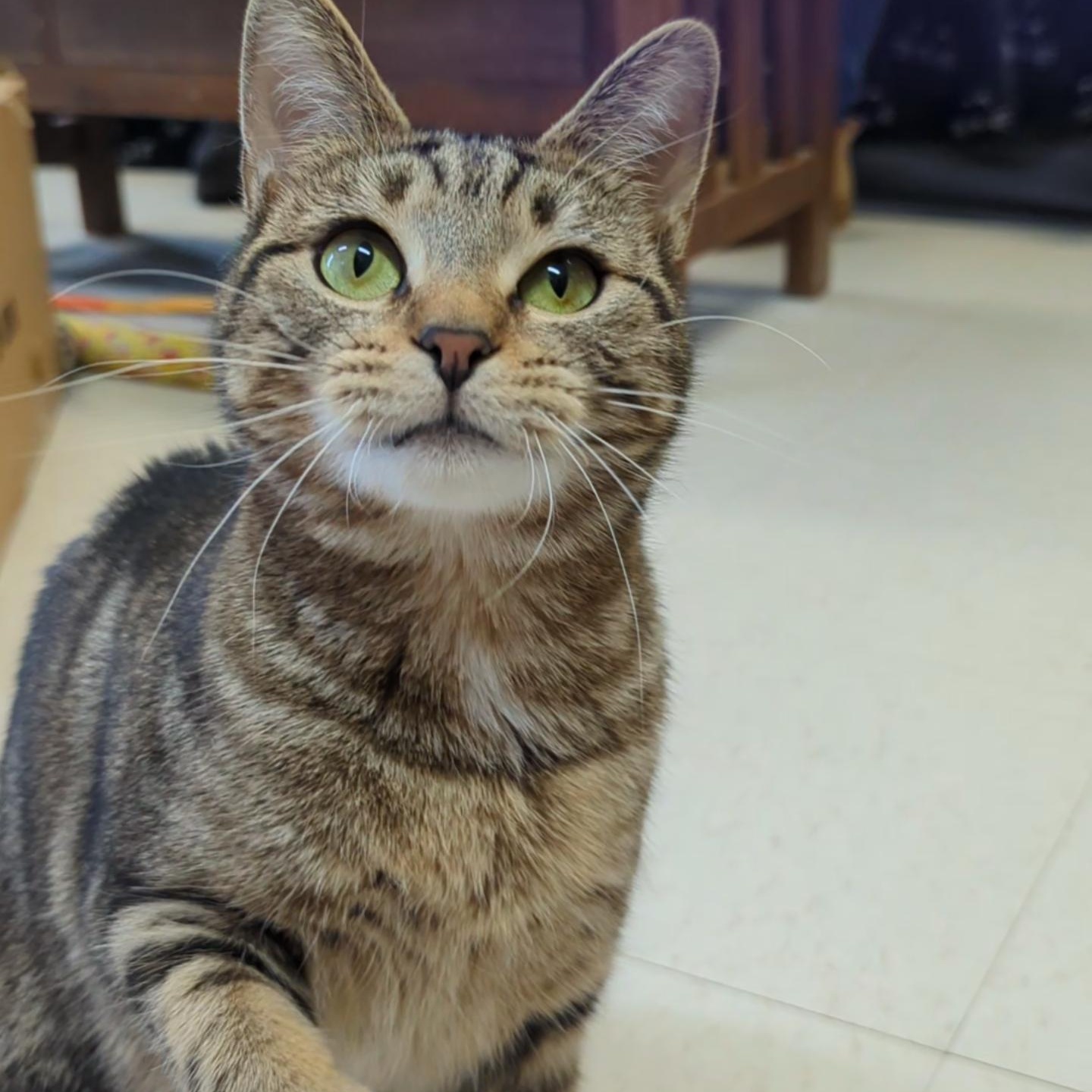 Piper, Adoptable, Adult Female Domestic Short Hair.