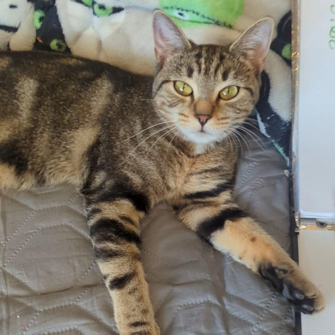 Piper Bonded With Mustang thumbnail 3