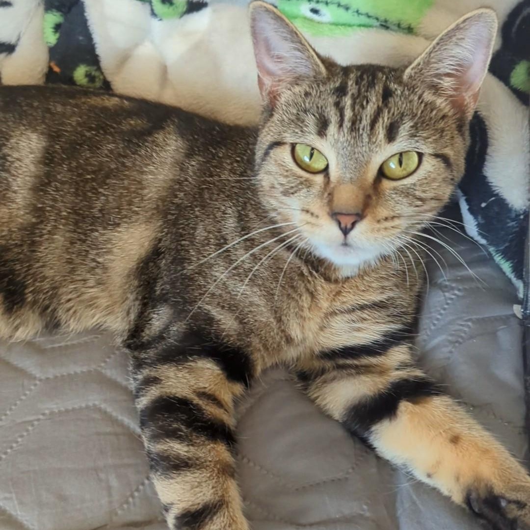 Piper Bonded With Mustang thumbnail 4