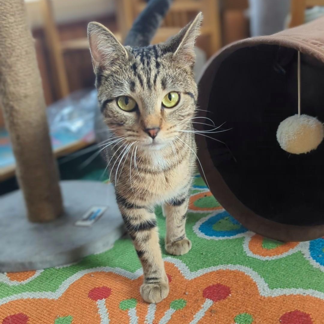 Piper Bonded With Mustang thumbnail 5