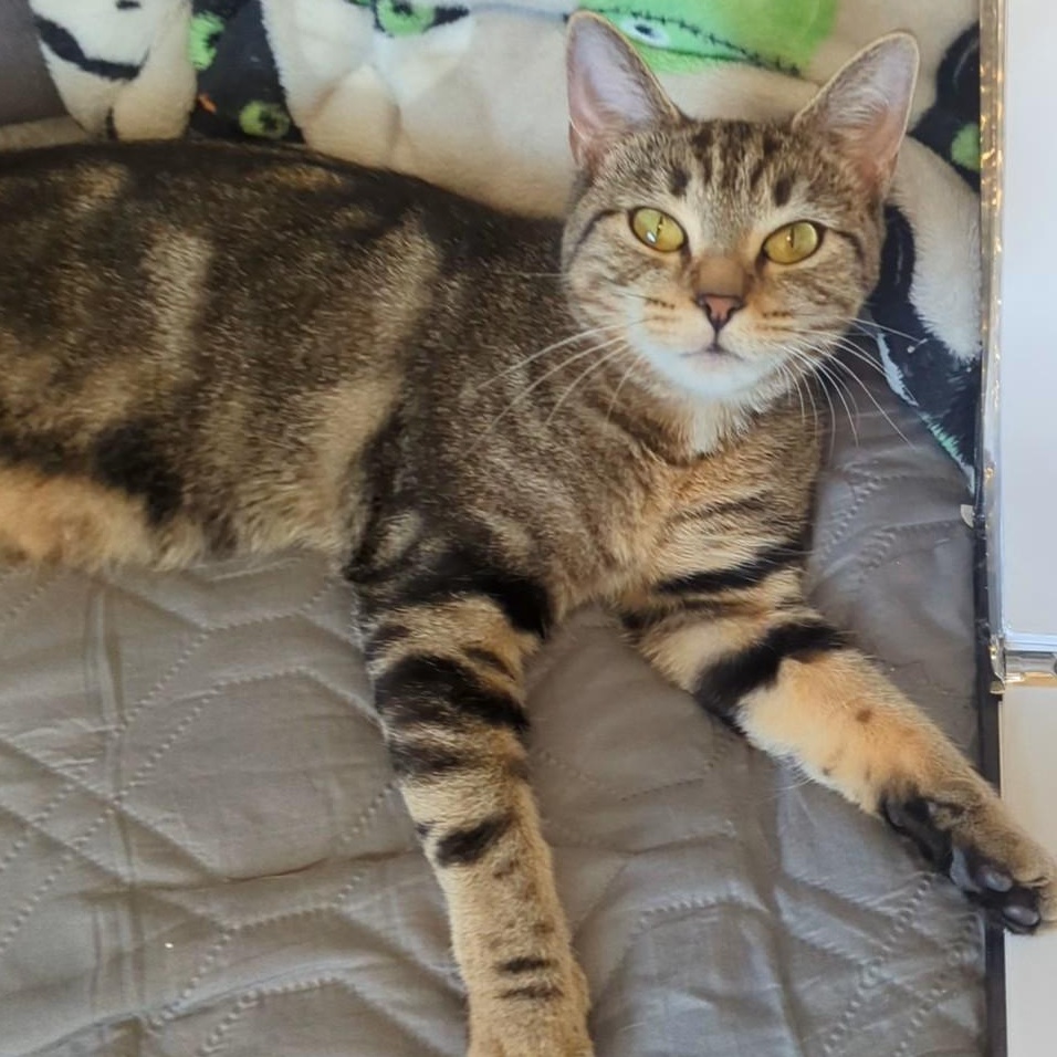 Piper Bonded With Mustang thumbnail 6