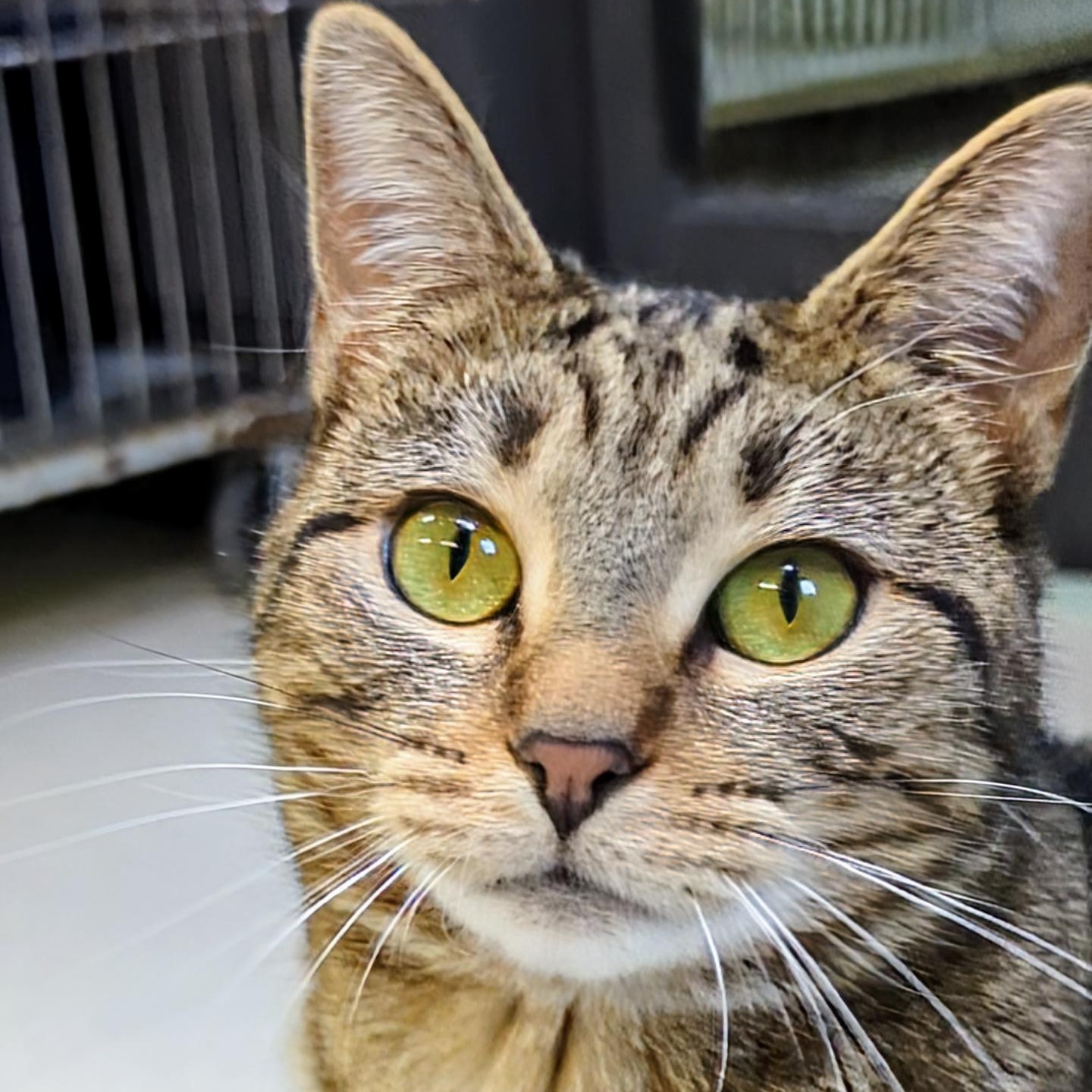 Piper- Our longest resident kitty, Adoptable, Adult Female Domestic Short Hair.